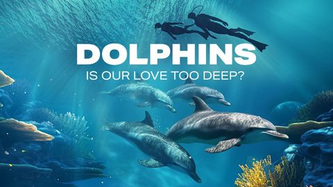 Dolphins cover image cdn