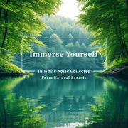 Immerse Yourself in White Noise Collected From Natural Forests cover image cdn