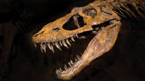 Rediscovering the Age of Dinosaurs. Episode 18 The Eaters and the Eaten in the Dinosaur Age cover image cdn