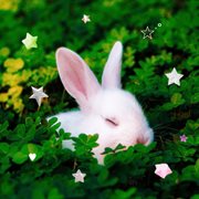 I don't care cover image cdn