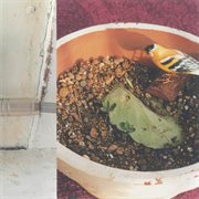 Time Acid No Cry Air cover image cdn