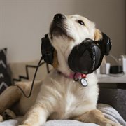 Dog Music : Relaxing Music cover image cdn