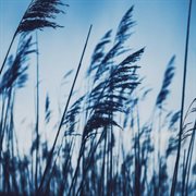 Mild Breeze cover image cdn