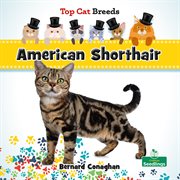 American Shorthair cover image cdn