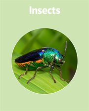Insects cover image cdn