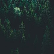 True cover image cdn