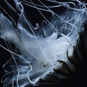 Lotus Eater cover image cdn