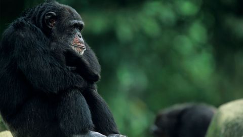 Big History: The Big Bang, Life on Earth, and the Rise of Humanity. Episode 19 Evidence on Hominine Evolution cover image cdn