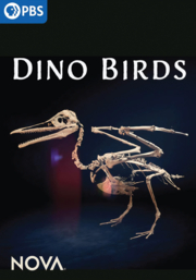 Dino birds cover image cdn