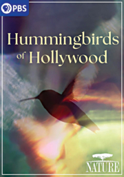 Hummingbirds of Hollywood cover image cdn