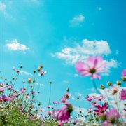 Warmness cover image cdn