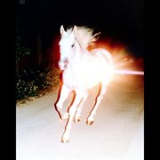 Horses Don't Stop cover image cdn