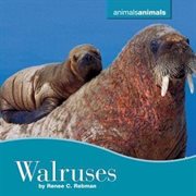 Walruses cover image cdn