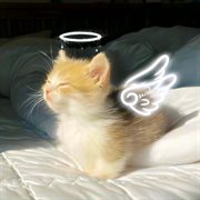 Seraphine cover image cdn