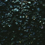 Vine cover image cdn