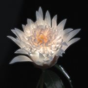 Time Is A Flower [Deluxe] cover image cdn