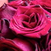 Ngiyamuthanda Ugonondo cover image cdn