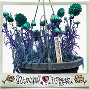 Melancholy Flowers cover image cdn