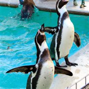 Die Pikkewyn Wals cover image cdn