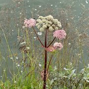 Ómskoðun Andartaksins cover image cdn