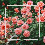 This Land cover image cdn