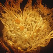 Rien De Nouveau cover image cdn