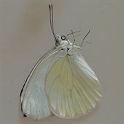 In Copula cover image cdn