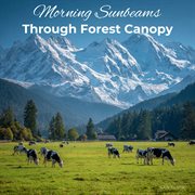 Morning Sunbeams Through Forest Canopy cover image cdn