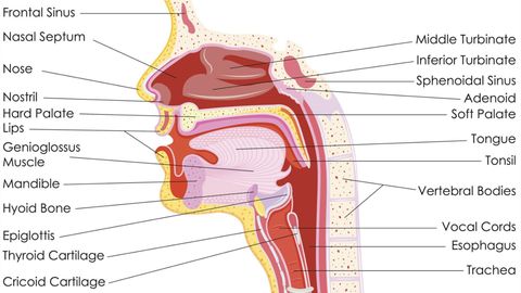Digestive System - Anatomy of the Mouth, Esophagus, and Stomach cover image cdn