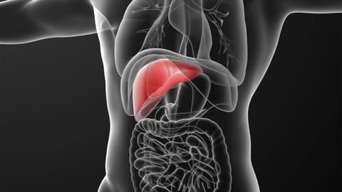 Digestive System - Physiology of the Pancreas, Liver, and the Biliary Tree cover image cdn