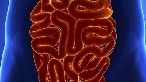 Digestive System - Anatomy of the Small Intestine, Colon, and Rectum cover image cdn