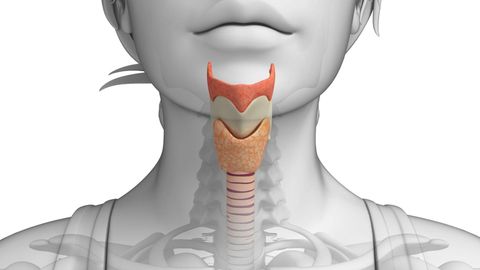 Digestive System - Physiology of the Mouth, Esophagus, and Stomach cover image cdn