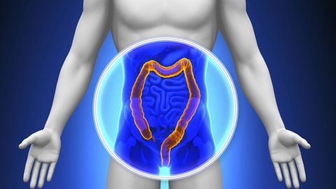 Digestive System - Physiology of the Small Intestine, Colon, and Rectum cover image cdn