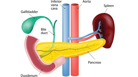 Digestive System - Anatomy of the Pancreas, Liver, and the Biliary Tree cover image cdn