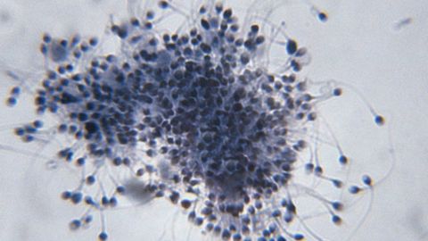 Reproductive System - Male cover image cdn