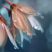 Lush Little Things cover image cdn