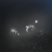 Bliss Signal cover image cdn