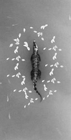 Petals Beside the Crocodile cover image cdn