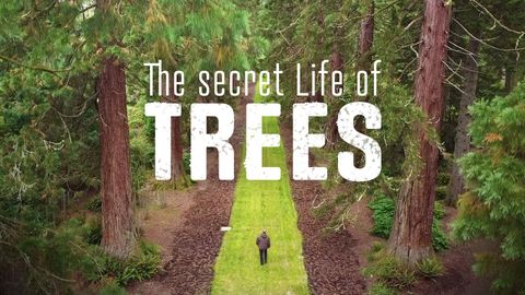 The Secret Life of Trees cover image cdn